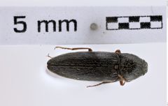 Foto (Dorsalansicht) von Melanotus pertinax (Say, 1839) (NHMW-ZOO-COL-0007781)